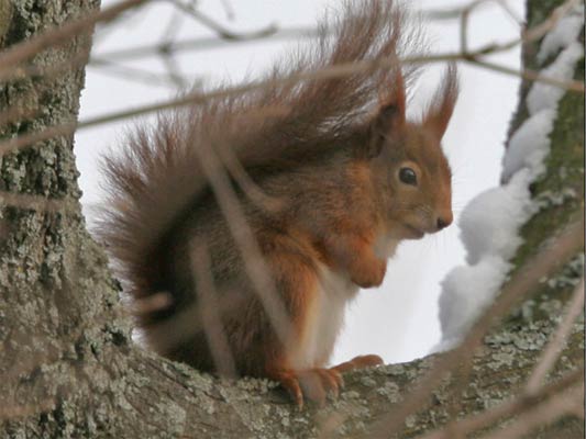 /fotocommunity/saeugetiere/sciurus_vulgaris_1b.jpg