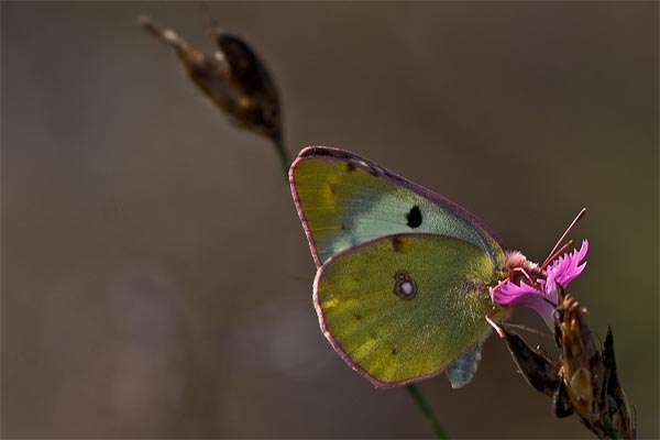 /wanderungen/glantal/2005-09-25/falter/colias_5500a.jpg